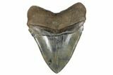 Serrated, Fossil Megalodon Tooth - Colorful Enamel #180938-2